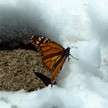 Monarch Butterfly in the snow